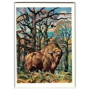 1979 Soviet USSR European Bison Zubr Wisent Forest Wildlife Postcard